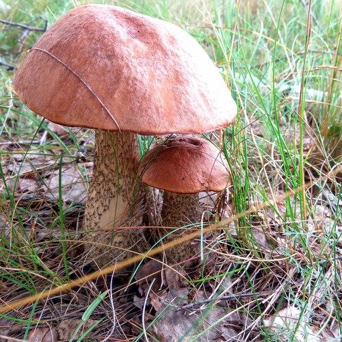 Photo #2262870