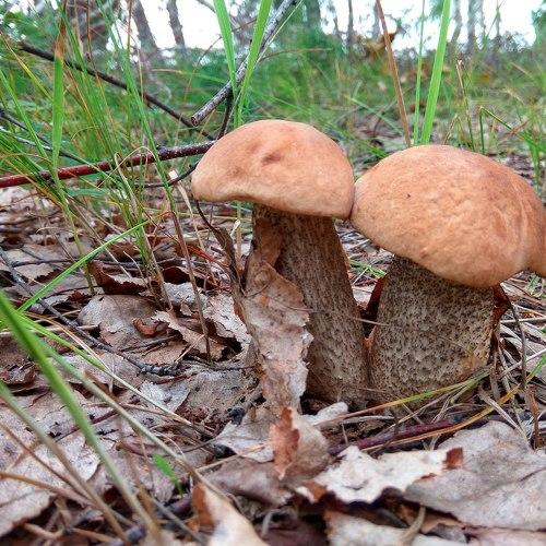 Photo #2262883