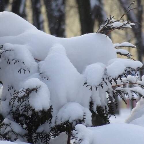 Snow days
