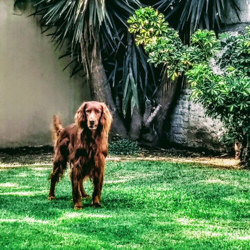 Cachorro