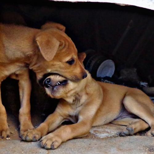 Love bite