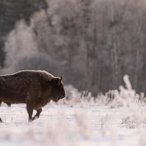 European Bison