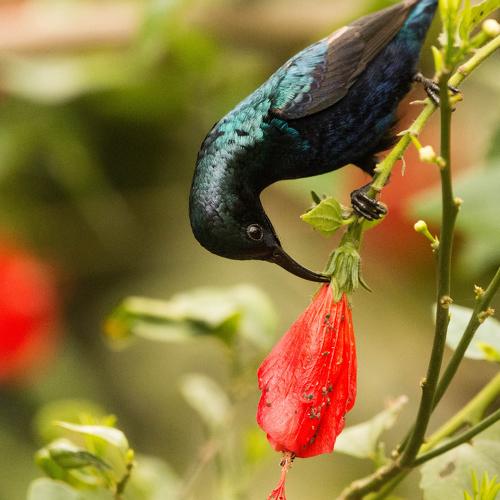 Purple Sunbird
