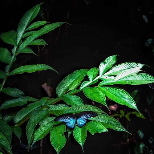Butterfly