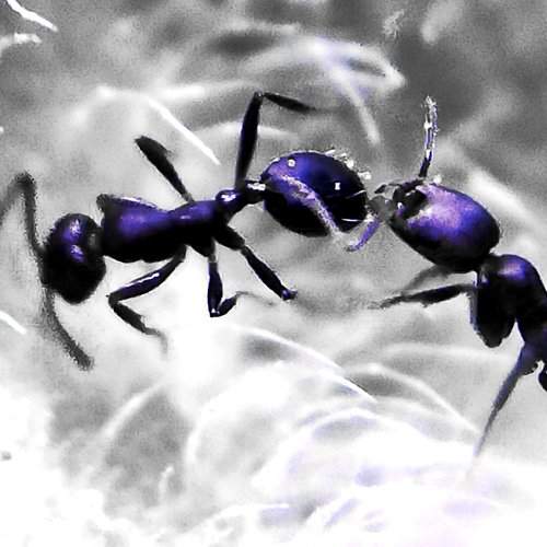 Bug's life