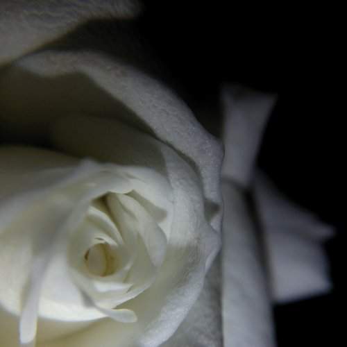 Purity