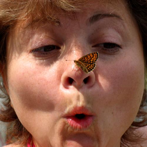 Curious Butterfly