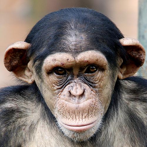 Chimpanzee sitting on the metal bench at zoo