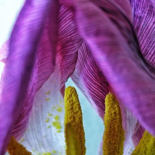 Tulip