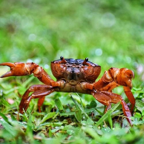 Crab