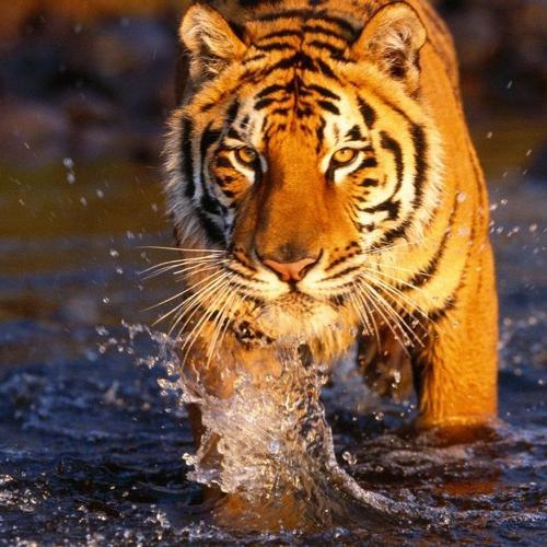 Tiger in the water