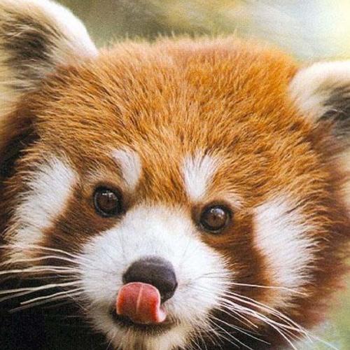 Red Panda