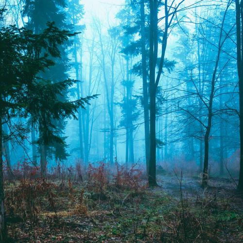 magic forest