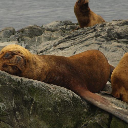 Sea Lion