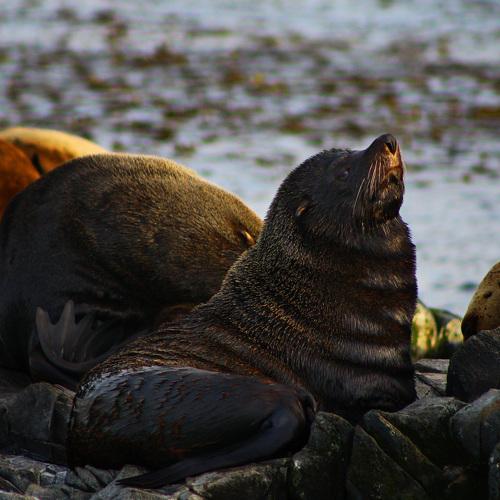 Lobo Marino de dos pelos