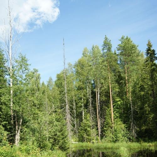 Петрозаводск