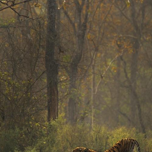 Morning Yoga