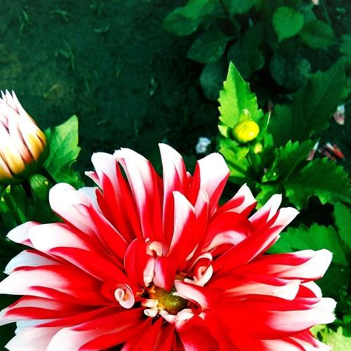 Dahlia flower
