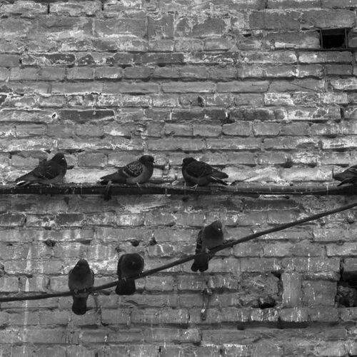 pigeons