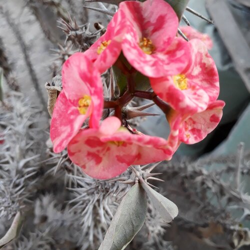Crown of thorns