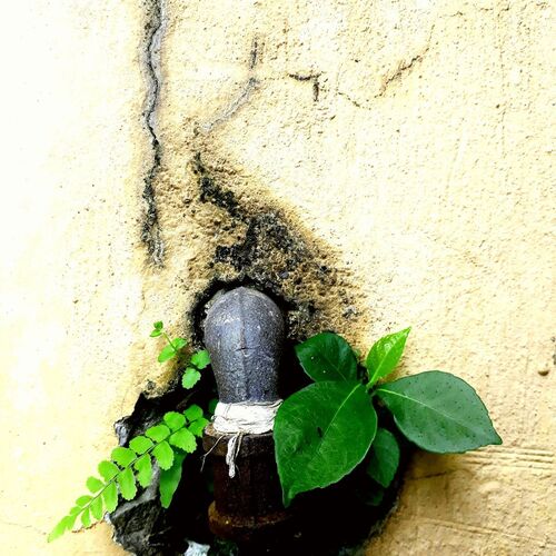 A Pipe And A Plant.