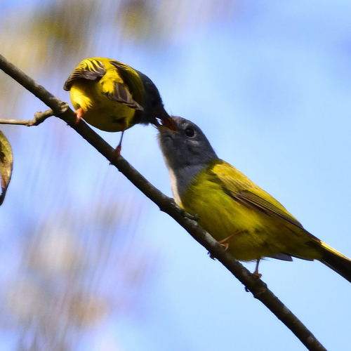 feeding