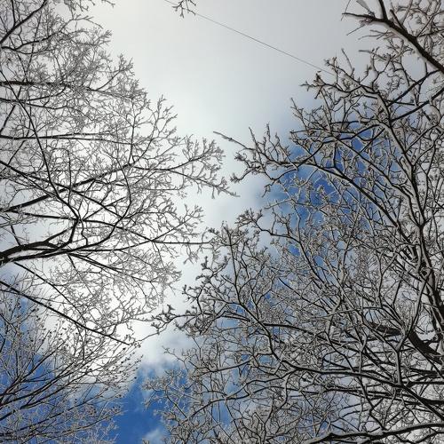 Снежное утро весны