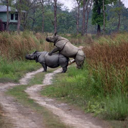 The Huge Rhino Mating