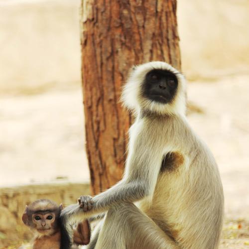 Mother care