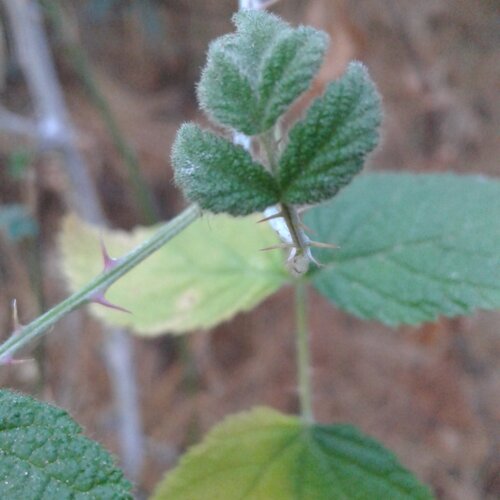 Plants
