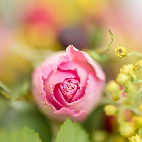 Rose bud