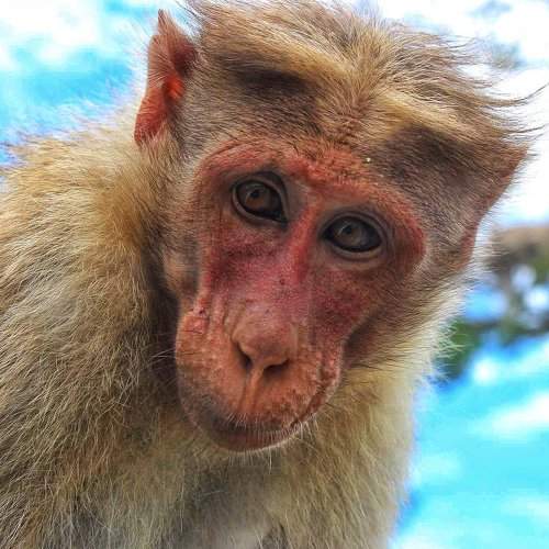 Bonnet Macaque