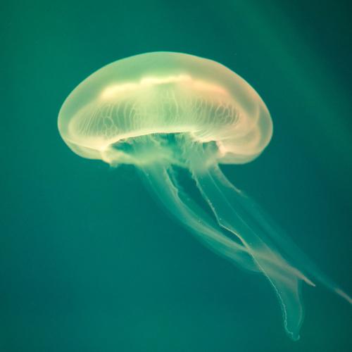Jelly-fish