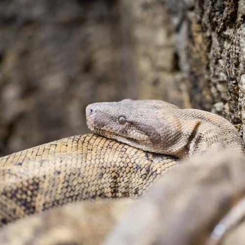 Snake watch