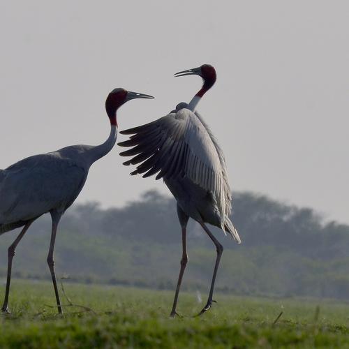 sarus crane