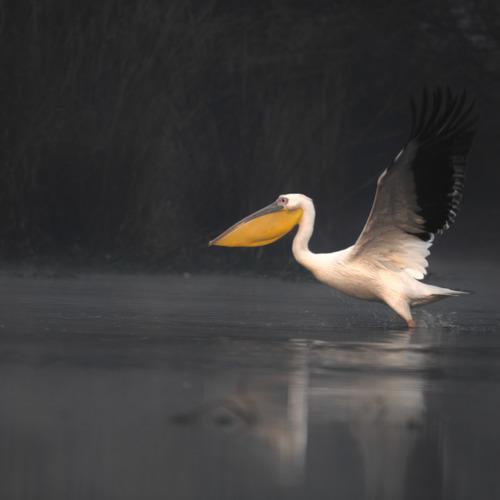 pelican