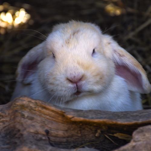 Rabbit
