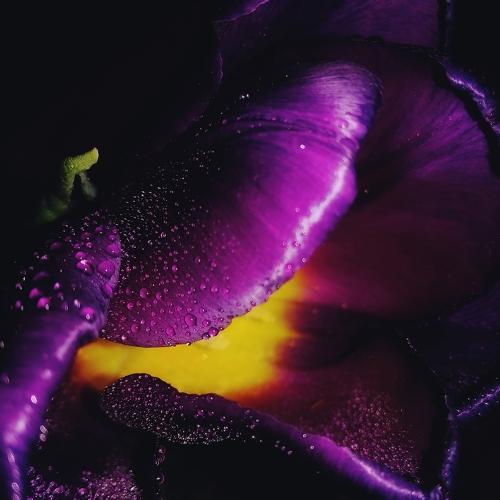 Photo #2277126
