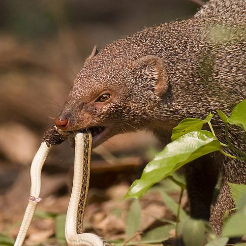 Mongoose with Snake Catch