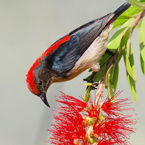 Scarlet Backed Flowerpeaker