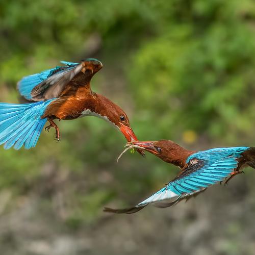 Tug of War