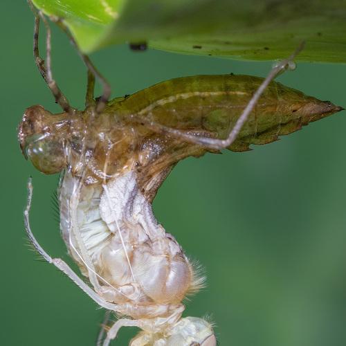 Metamorphosis