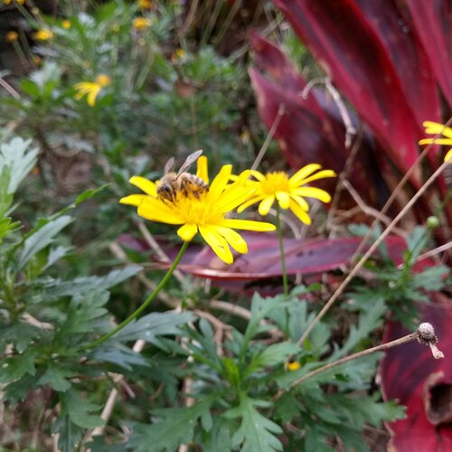 Pollination