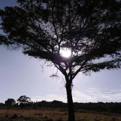 Accacia Tree