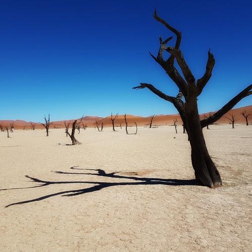 Deadvlei, um lago que secou