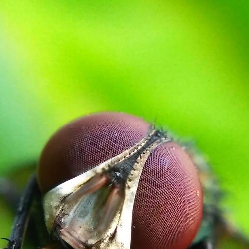 Fly