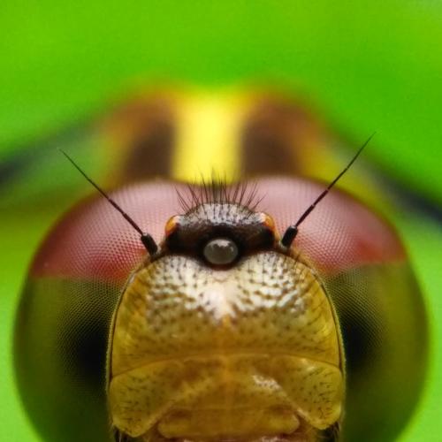 Dragon fly