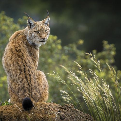 Look lynx