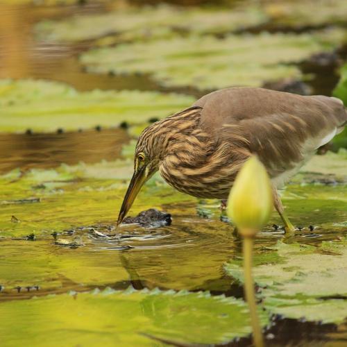 The Bird Drinking Water