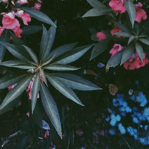 plants